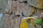 Puffin