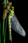 Newly emerged Emperor dragonfly