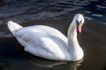 Slimbridge Swan