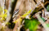 Female Adder