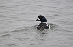 Barrow's Goldeneye