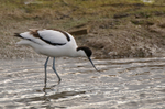 Avocet