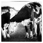 Cow and calf