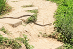 Indo-Chinese Rat Snake crosses path, Tegalalang Rice Terrace, Bali