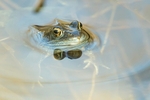 Common Frog