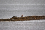 White-tailed Eagle
