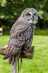 Midnight the Great Grey Owl