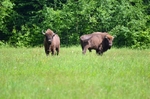 European Bison