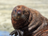New Zealand Fur Seal close-up, Kaikoura, South Island