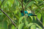 Green Honeycreeper (male), Gamboa, Panama