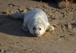 Atlantic Grey Seal