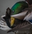 Mallard preening