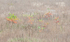 OCTOBER MEADOW - NORFOLK COUNTY