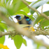 Golden-hooded Tanager, Costa Rica