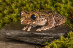 Forest Big Eyed Tree Frog