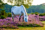 Grey Horse-101-2