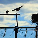 Urban Ospreys