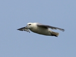 Fulmar