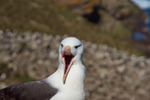 Black-browed Albatross