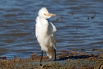 Cattle Egret