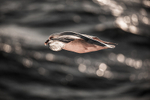 Fulmar 8973