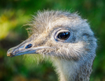 Whipsnade 16Sep24-162-Edit