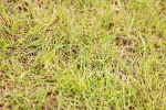 SBM_06081