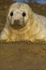 GREY SEAL PUP
