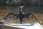 Cormorant 16
