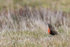 Long-tailed Meadowlark with food, Carcass Island, Falklands