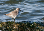 Dunlin