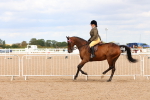Class 213 - Ridden Hack Riding Horse portfolio