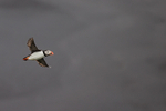 Atlantic Puffin flying, black volcanic sand background, Iceland