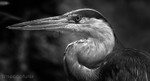 The Heron