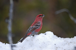 Pine Grosbeak