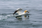 Gannet 1