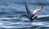 NZ016: Fairy Petrel