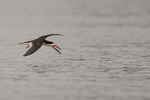 Black Skimmer low over...