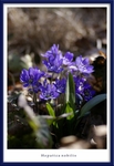 Hepatica nobilis
