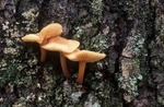 Fungi on a Tree Trunk