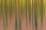 Into the Forest