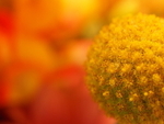 P50900830151