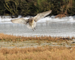 Curlew portfolio