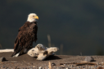 Bald Eagle, Lake Clark National Park, Alaska