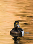 Tufted Duck