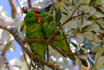 Greeny Pair 2