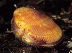 Laevicardium crassum