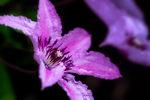 Purple Clematis - DSC_5000