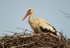 White Stork