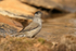 Blackcap (male) in drinking pool, Claret, Spain